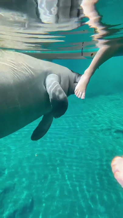 OMG there is a dugong under the water😱😱           #shorts #youtubeshorts