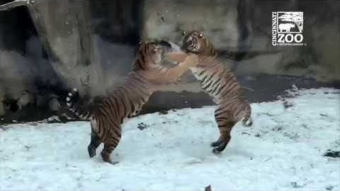 Animals, Including Fiona, Enjoying a Snow Day - Cincinnati Zoo