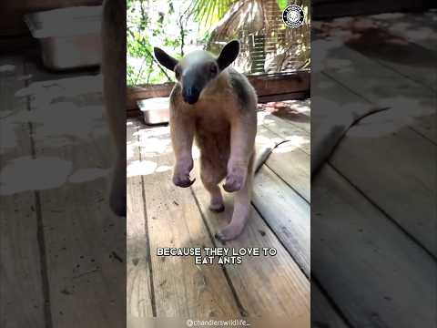 Video: Oare tamandua are coadă?