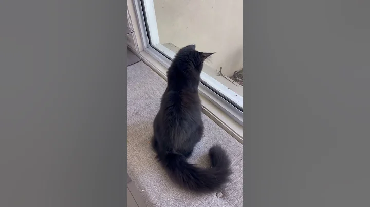 Video 7964451: mainecoon cats cute catlover, cute cat house, best cute cat, kitten