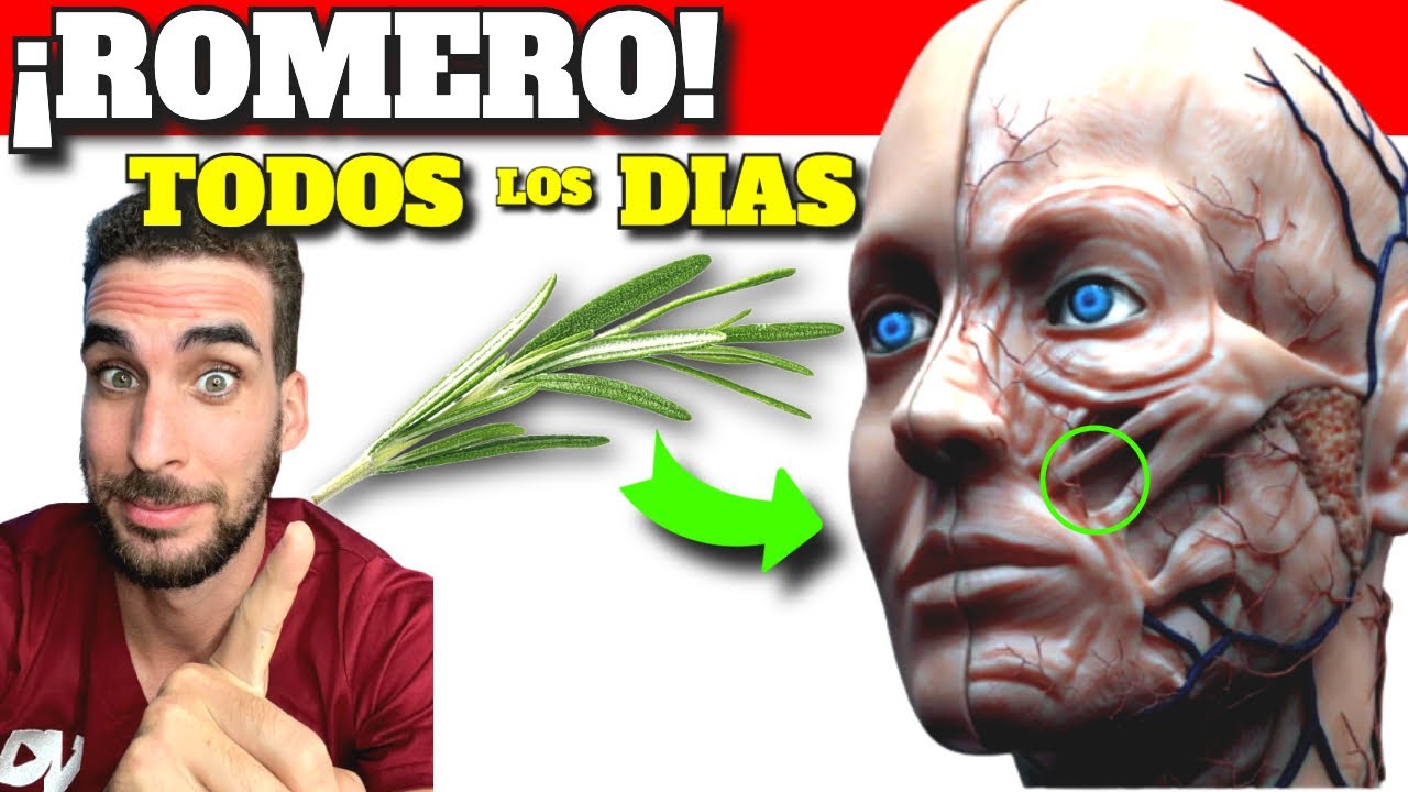 T� de Romero �Para que sirve?| Beneficios y Propiedades del Romero