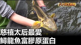 慈禧太后最愛 鱘龍魚富膠原蛋白 |【民生八方事】| 2023032606 @gtvnews27