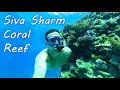 Коралловый риф отеля Siva Sharm 2019