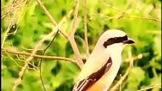 Long-Tailed Shrike 💞 #colourfulbirds #naturesounds #birdsounds