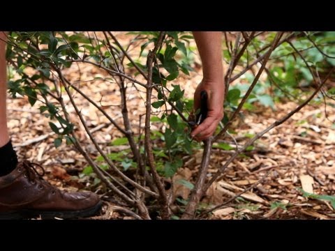 Video: Memotong Spirea – Cara Memangkas Pokok Renek Spirea Di Taman