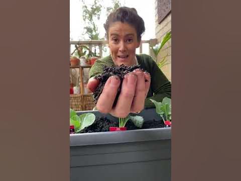 Small space cool season veggies #shorts - YouTube