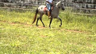 Cavalo 013.avi