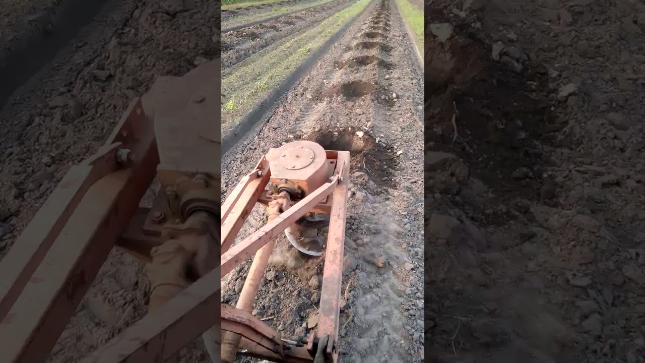 Máy cày MTZ825 khoang hố trồng Cau su