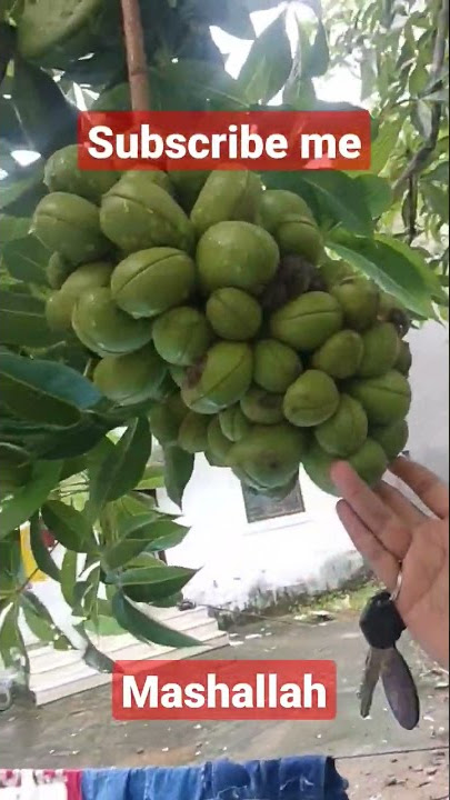 #jaitun jaitun ka phal #1000subscriber