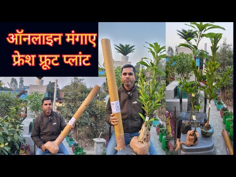 Fresh Online Fruit Plant Unboxing || Cheap and Best Fruit Plant Nursery Islam Nursery Fruit Plants