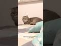 ❓ #cat #trending #shortsvideo #fypage #viral #funny #pets #cute