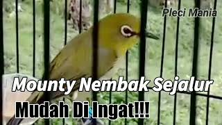 Masteran Pleci Monty Agar Nembak paling di Cari!!!