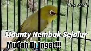 Masteran Pleci Monty Agar Nembak paling di Cari!!!