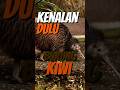 Apa ada lagi kiwi yang harus kukenal😑 - Burung kiwi#animals