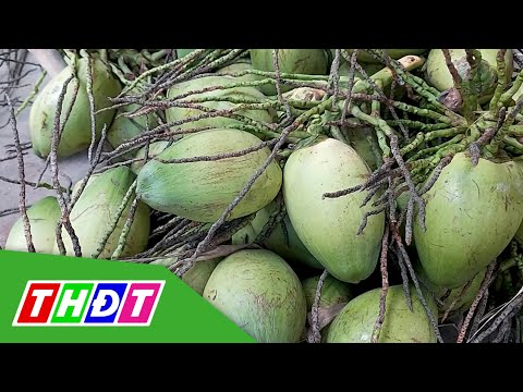 Video Bến Tre: Dừa xiêm teo trái do hạn mặn | THDT - youtube