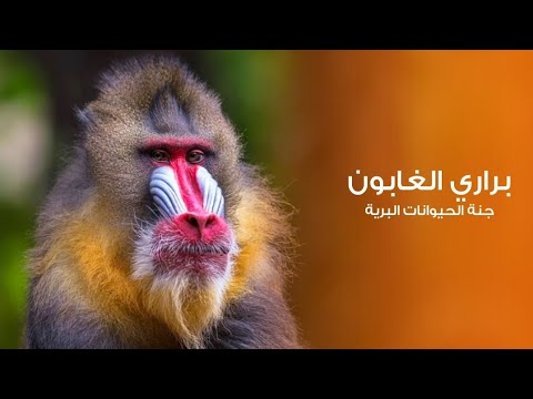 براري الغابون وكينيا أرض جنة الحيوانات البرية كويست عربية Quest Arabiya 