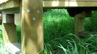 Pagoda Hive - first check after badger damage.wmv