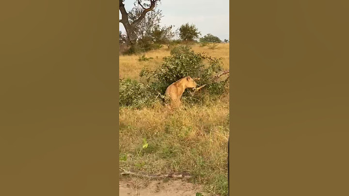 EPIC: Lion attacks leopard in a tree when the branch breaks and they both fall down