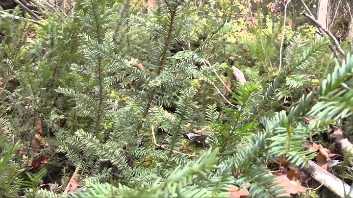 Cancer Therapy and Canada Yew