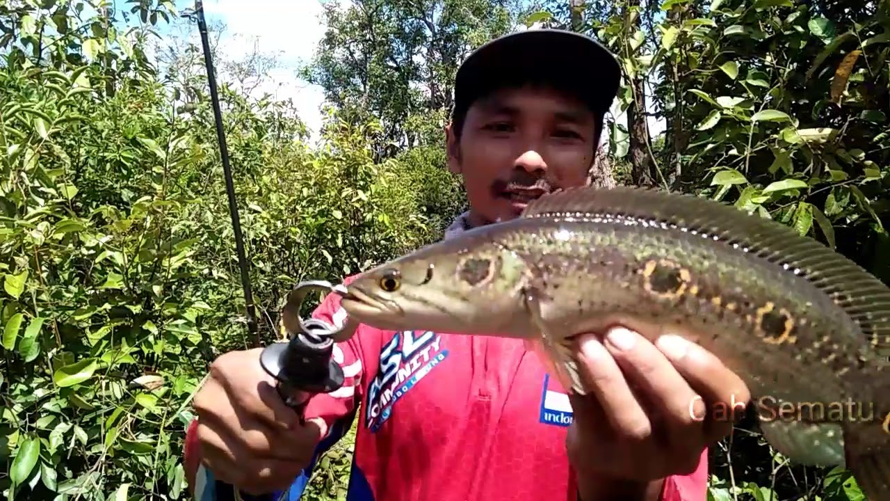 Mancing kerandang menggunakan umpan jitu / umpan besi 