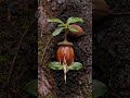 Oak Tree Time-Lapse | From Acorn to Tree