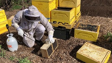 Learn from Home Backyard Beekeeping Series # 2  - Bee Package Install