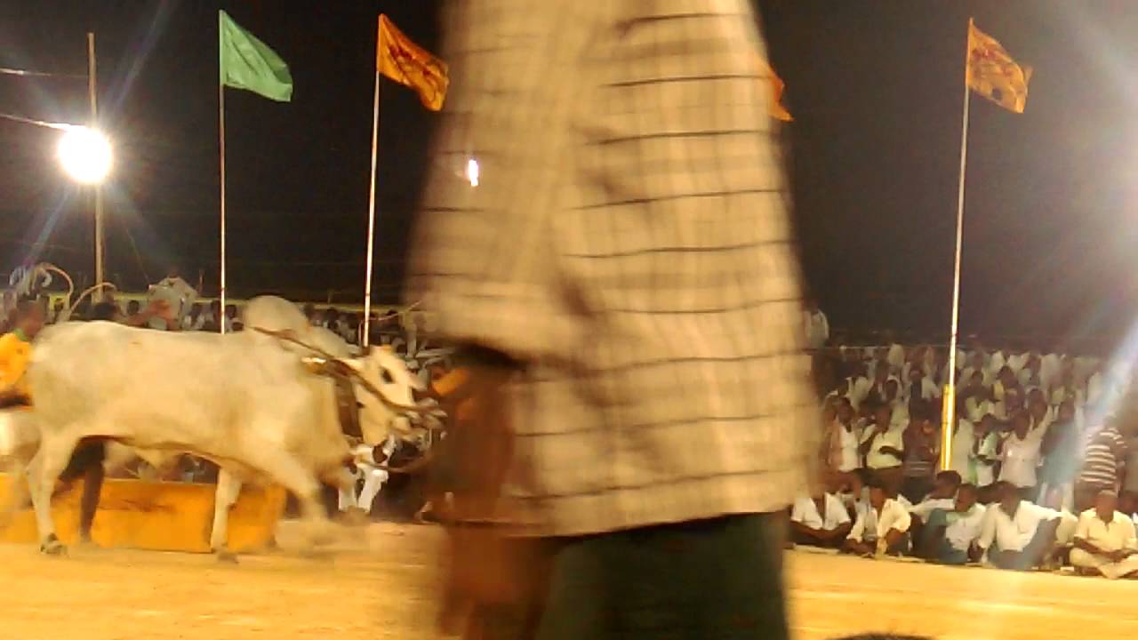Bull Race @Tenali