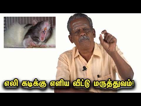 எலி கடிக்கு எளிய வீட்டு மருத்துவம்! | Home Remedies for Rat Bite