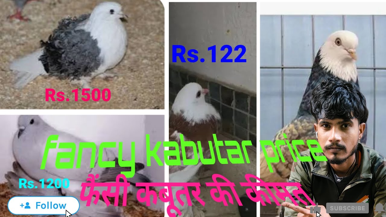 Fancy kabutar शानदार कबूतर