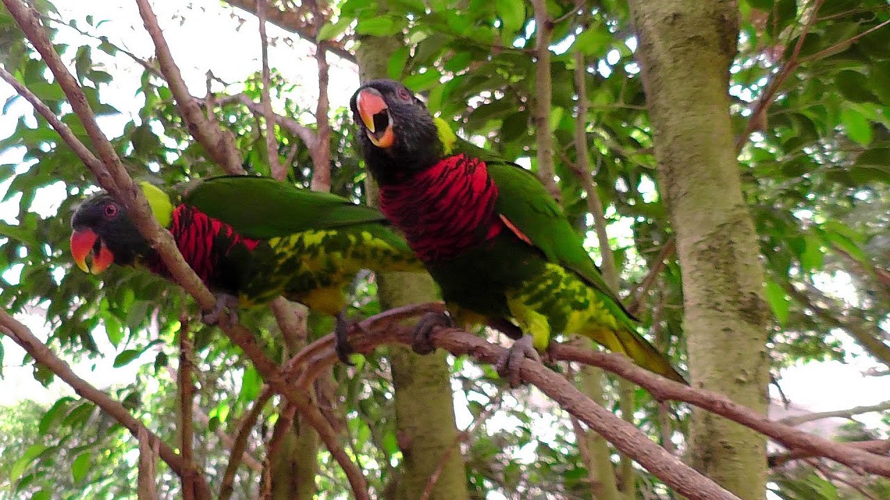 Butterfly Park Empuriabrava - Highlight die Papageien