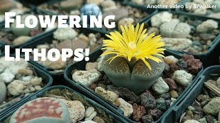 Flowering Lithops!