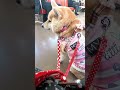 2/15 柴犬介助犬るな電車移動①【介助犬と桃にゃん】 #柴犬介助犬 #介助犬るな #介助犬と桃にゃん #介助犬 #dog #doglover #cutedog #柴犬