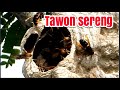 Tawon sereng