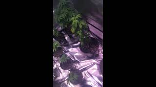 Veg tent update and seeds
