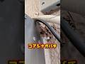 【ハチ駆除】一度巣を作られた家はまた巣を作られやすいです… #ハチ駆除