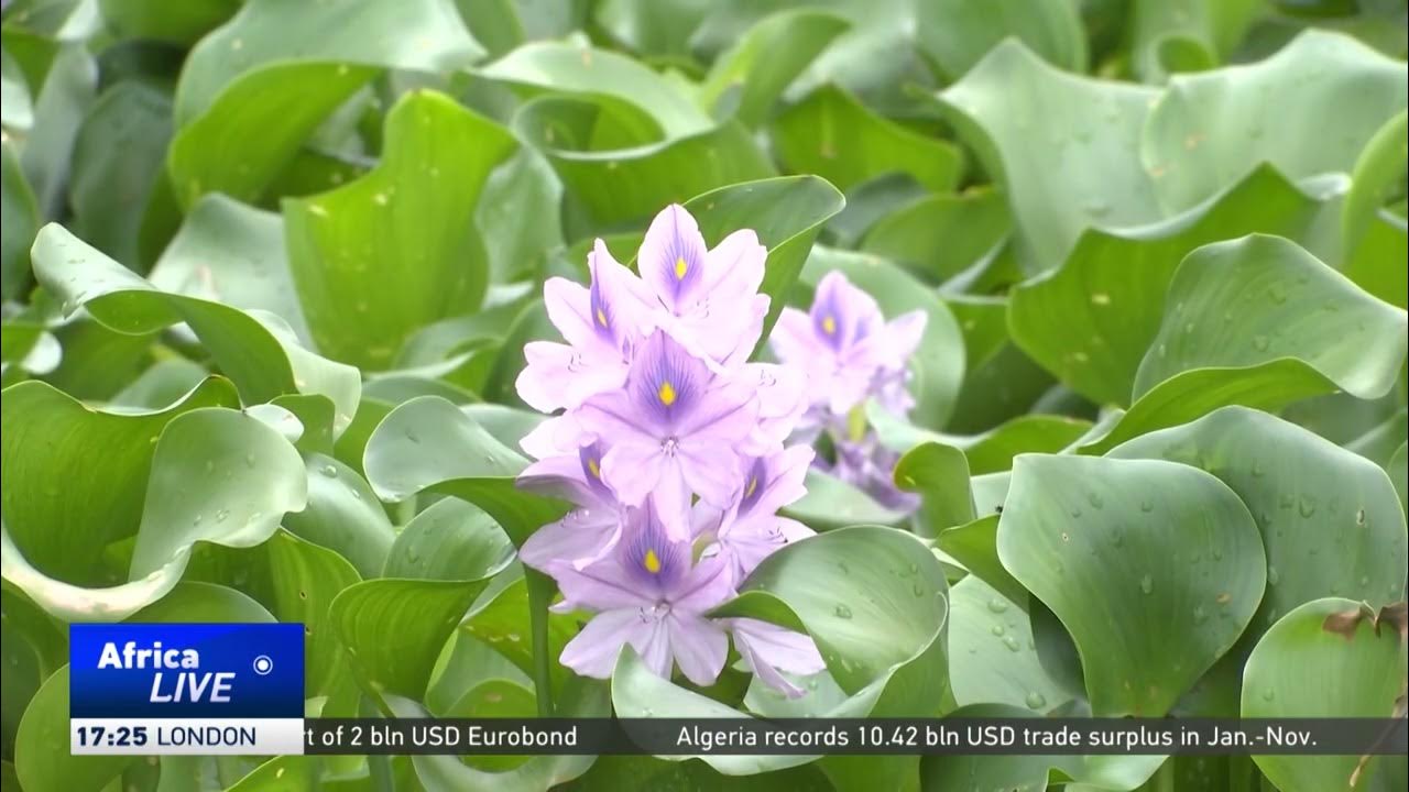 Hyacinth posing a major problem in South Africa’s rivers