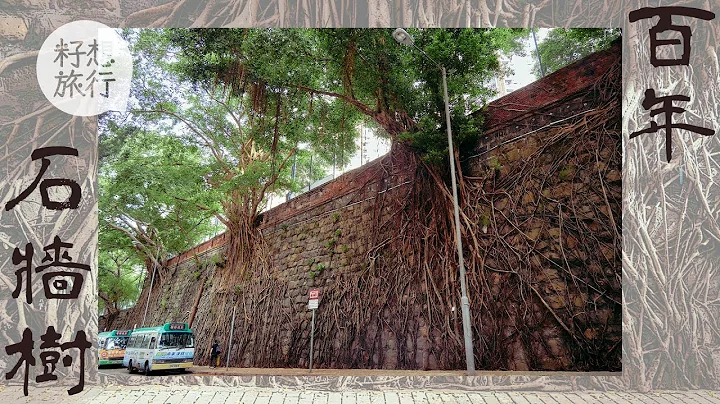 百年石牆樹僅剩1,000多棵 社區情書拒遺忘：不要斬了才記起－#香港拾遺遊（果籽 Appledaily） - 天天要聞