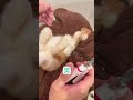 【うさぎあるある】爪を切られているだけなのに可愛さが限界突破する生き物【ネザーランドドワーフのコッペ】#ネザーランドドワーフ #うさぎ #うさぎのいる暮らし #ウサギ #shorts