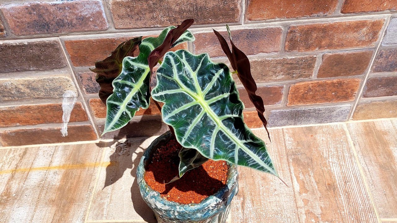 Fil Kulağı Çiçeği (Alocasia)Saksı Değişimi, Bakımı, Üretimi, Sulanması
