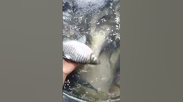 cá mè vinh to bự siu mập . cá hú siu béo