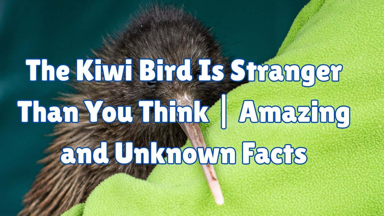 The Kiwi Bird Is One of the Strangest Creatures on Earth | Amazing and Unknown Facts