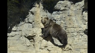 Saint Louis Zoo Live Stream