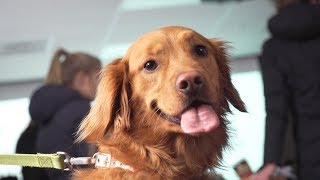 UND De-Stress Fest: PAWS for Mental Health