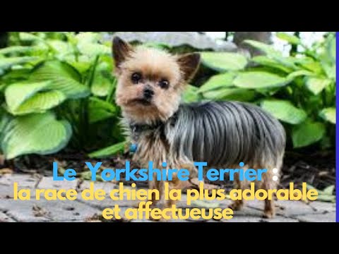 Vidéo: Les yorkies devraient-elles avoir la queue coupée ?