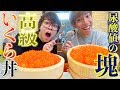 【魚卵解禁祝い】テオくんに超豪華いくら丼を食べさせてあげます！！