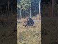 kasongo the king of savana