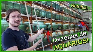 Visitei uma Loja de AQUARISMO!  Nutrifish