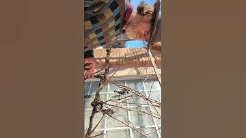 Grapevine Pruning Tips