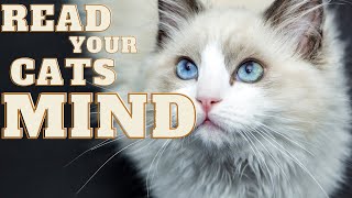 What does your Cat think About You? | Cat Behaviors to Know | Cat Videos | Funny Animals by Animalistic 4K 9,163 views 1 year ago 5 minutes, 47 seconds