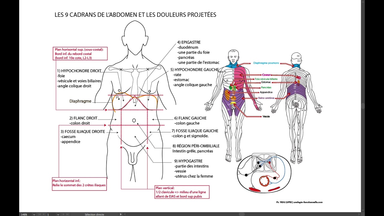 Cadrans de l'abdomen - YouTube